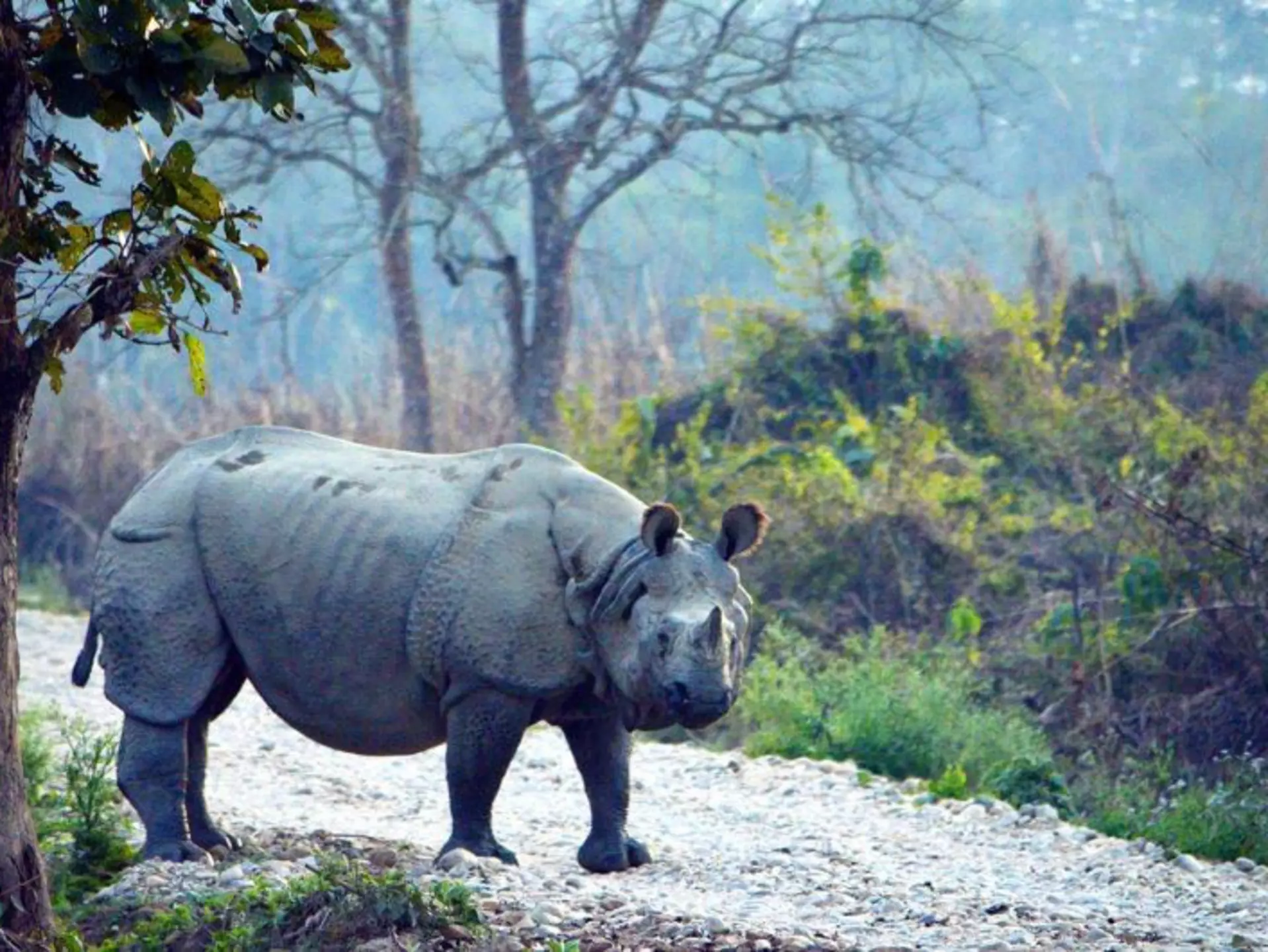 Chitwan has a variety of flora and fauna ©DEBA PRASAD ROY/Lonely Planet