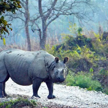 Chitwan has a variety of flora and fauna ©DEBA PRASAD ROY/Lonely Planet