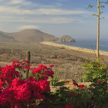 Home to 39 % of the world's total marine mammal species and numerous other wildlife, protecting the oceans around Todos Santos are a matter of global importance. Stuart Westmorland / Getty Images