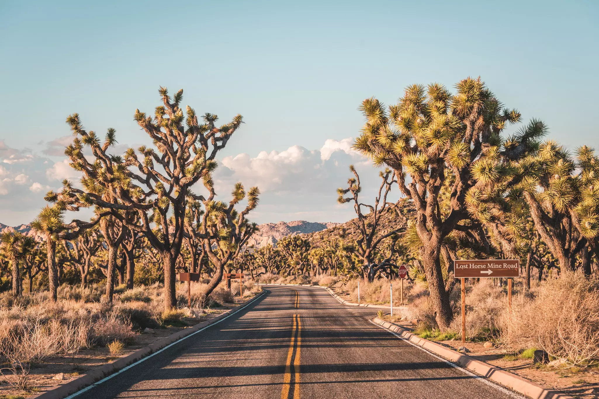 A two-lane blacktop road has spikey trees on either side.