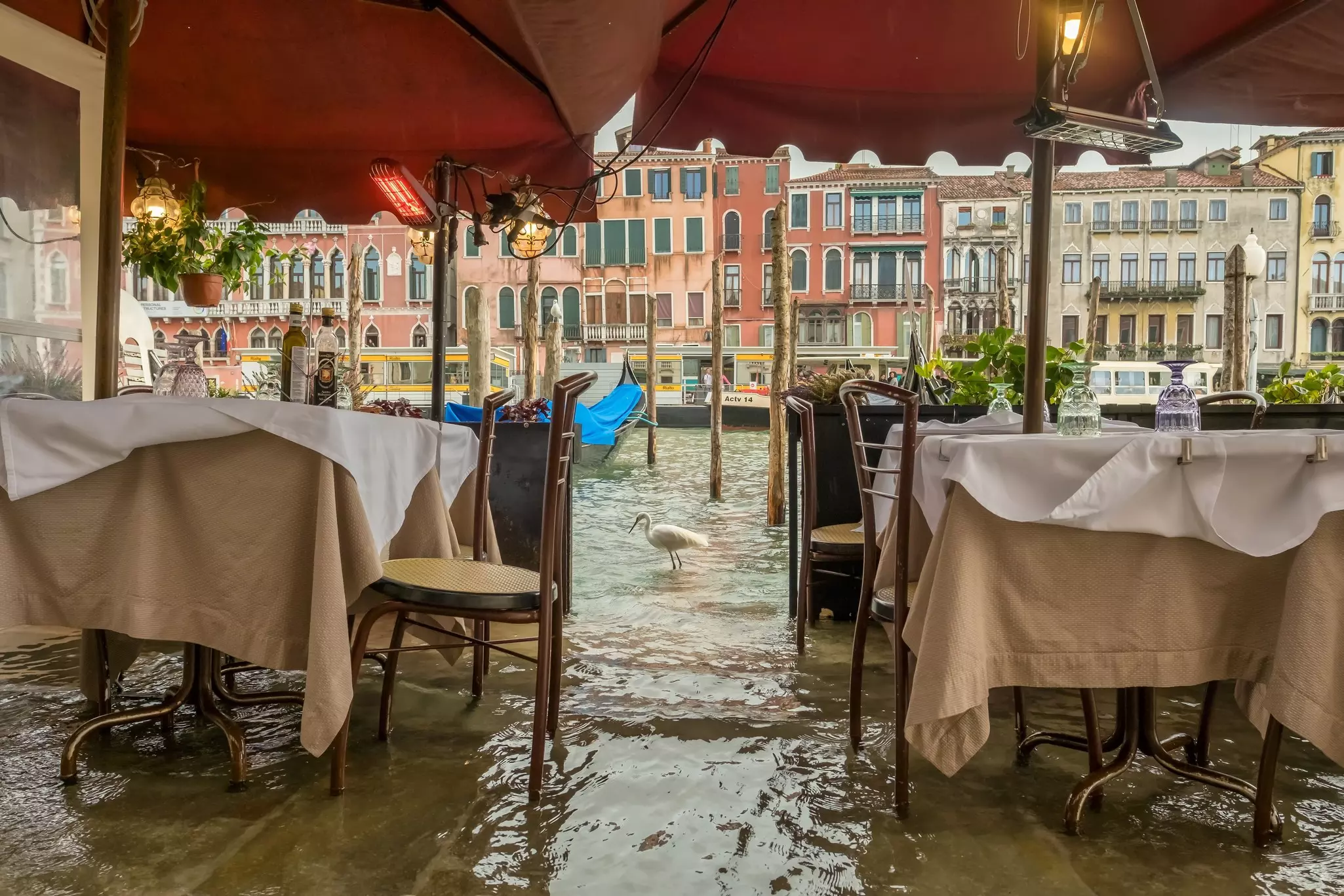 Tables with tablecloths face a flooded square with a white bird.