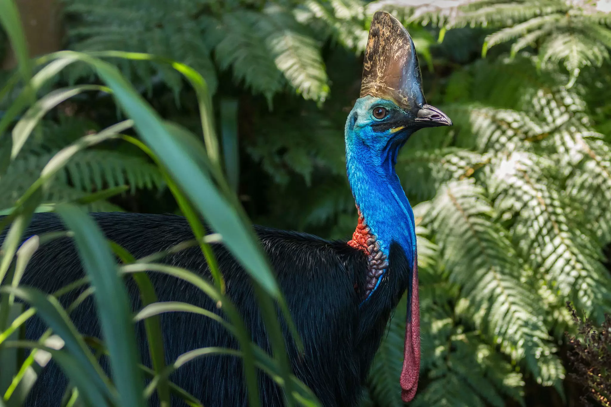 Close-up of a Southern cassowary among green ferns at Daintree National Park, Australia.