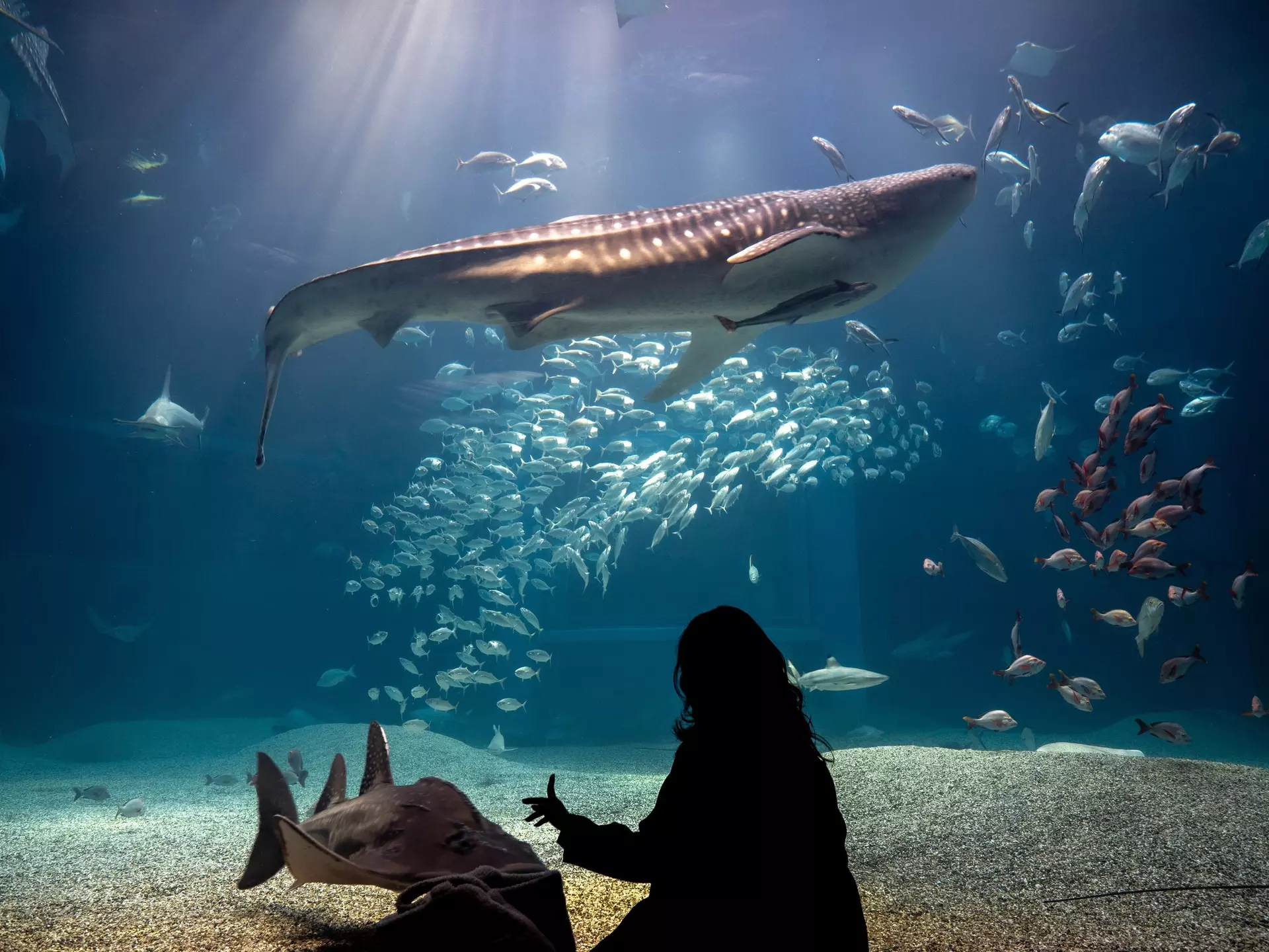 Rear silhouette of a person watching whale shark and looking at the variety of sea fish life in Osaka Aquarium Kaiyukan. Whale shark swim in one of the largest aquarium in the world in Osaka, Japan., License Type: media, Download Time: 2025-05-28T13:25:58.000Z, User: rhylton_redventures, Editorial: false, purchase_order: 65050 - Digital Destinations and Articles, job: Lonely Planet, client: wip, other: Rhianydd Hylton