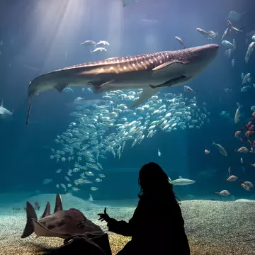 Rear silhouette of a person watching whale shark and looking at the variety of sea fish life in Osaka Aquarium Kaiyukan. Whale shark swim in one of the largest aquarium in the world in Osaka, Japan., License Type: media, Download Time: 2025-05-28T13:25:58.000Z, User: rhylton_redventures, Editorial: false, purchase_order: 65050 - Digital Destinations and Articles, job: Lonely Planet, client: wip, other: Rhianydd Hylton