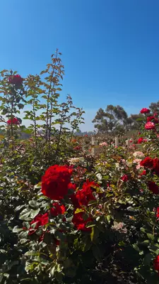 Red roses on bushes on a sunny day.