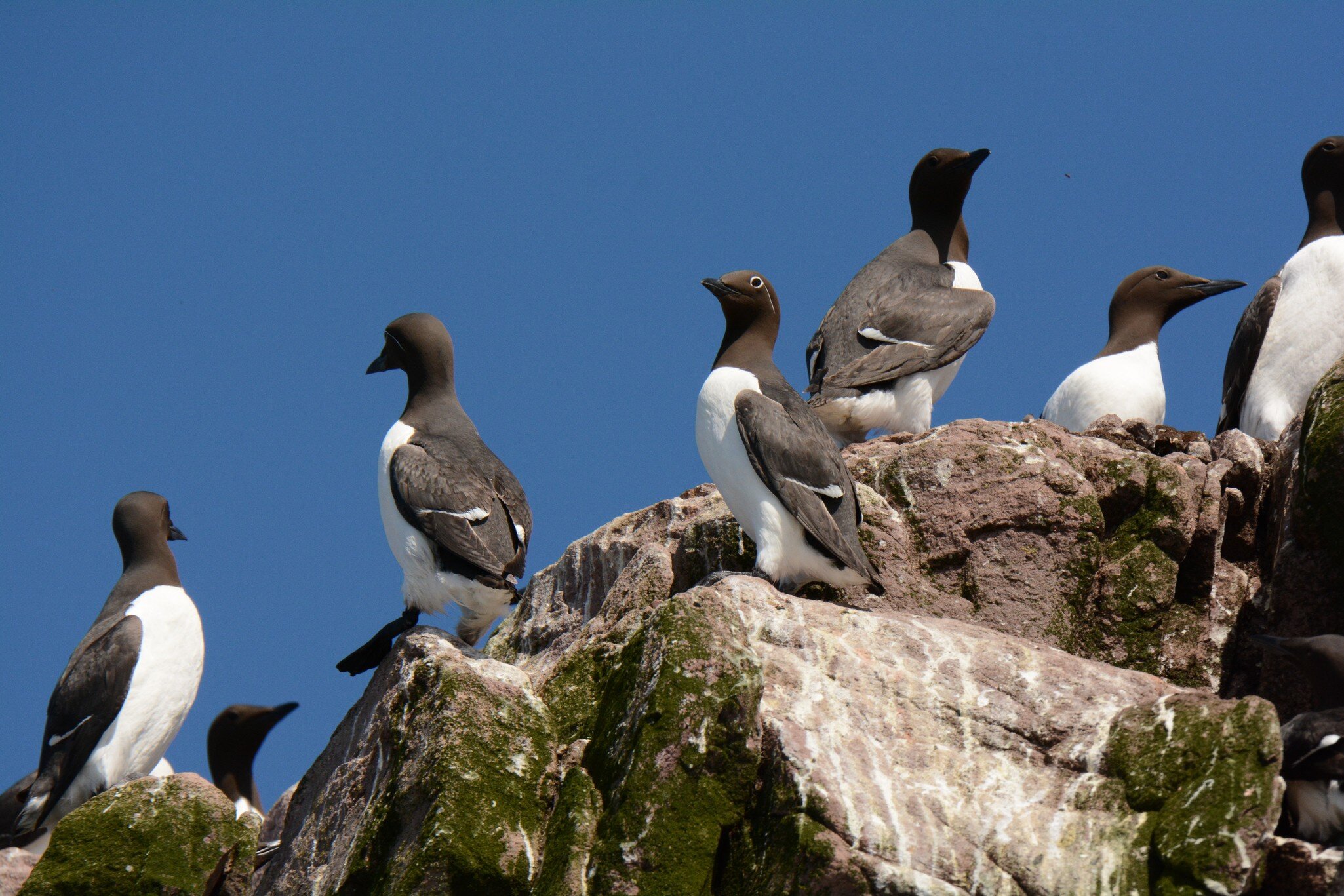 Witless Bay Ecological Reserve, Newfoundland, Canada. 20 June 2015. Common Murre at nesting colony. Uria aalge; Shutterstock ID 1882438741; full: 65050; gl: 65050; netsuite: POI; your: Erin Lenczycki