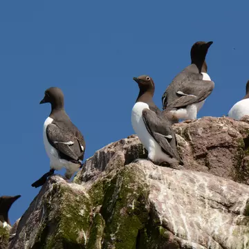 Witless Bay Ecological Reserve, Newfoundland, Canada. 20 June 2015. Common Murre at nesting colony. Uria aalge; Shutterstock ID 1882438741; full: 65050; gl: 65050; netsuite: POI; your: Erin Lenczycki