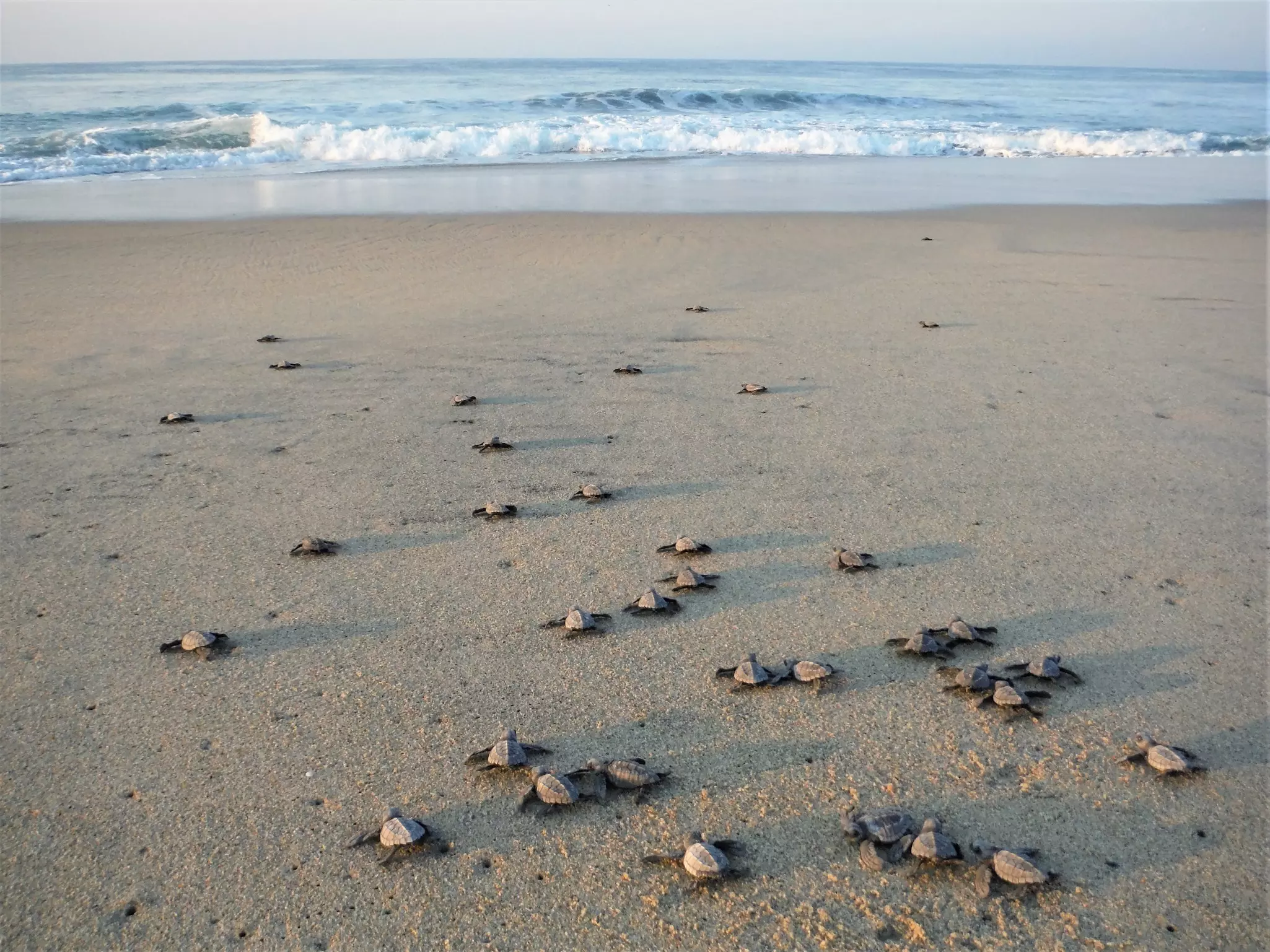 People prepare to release green sea turtles on Kuta beach