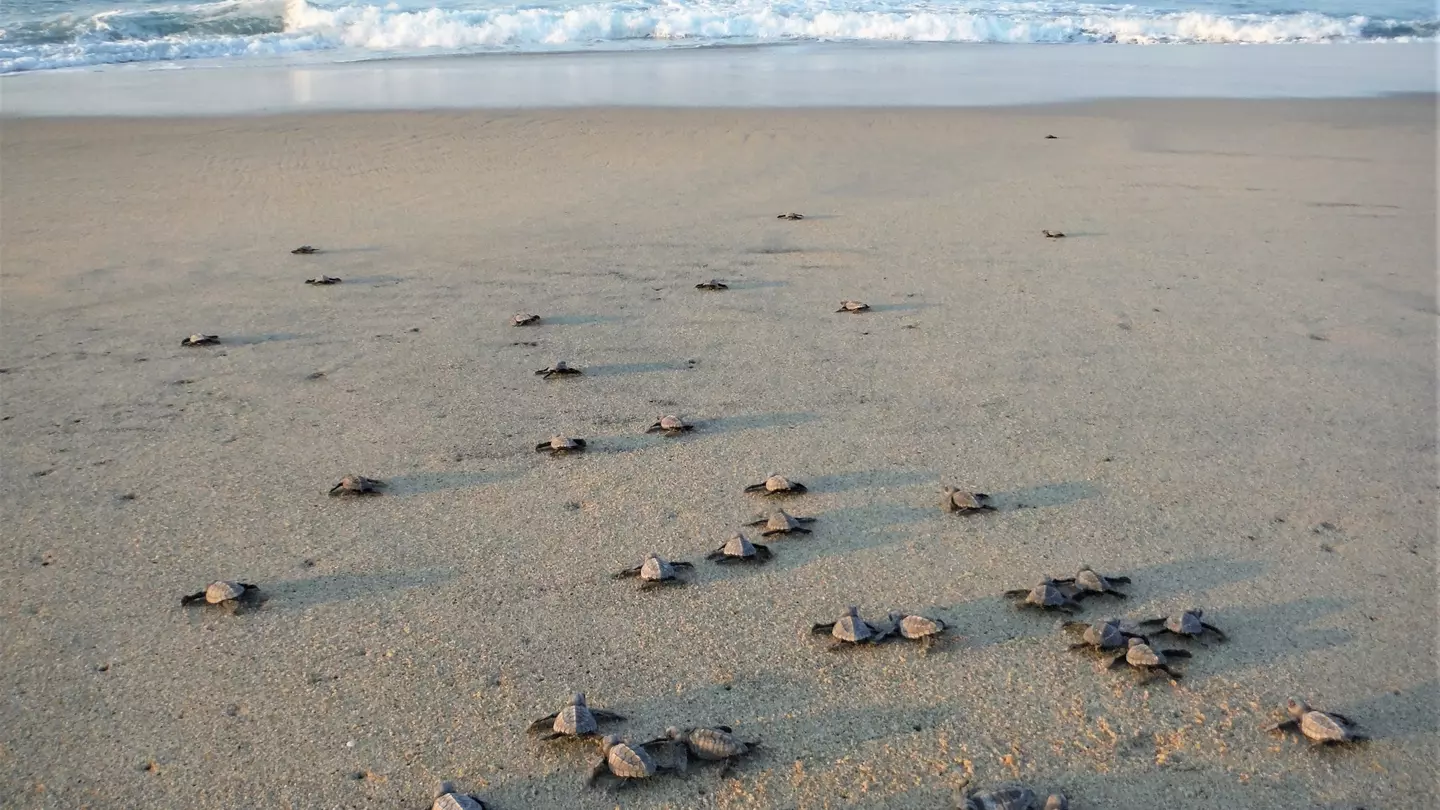 A wide shot of baby turtles making their way toward the water on a beach.