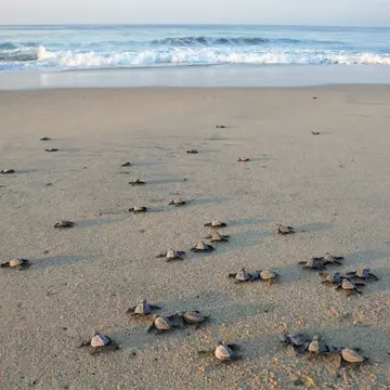 A wide shot of baby turtles making their way toward the water on a beach.