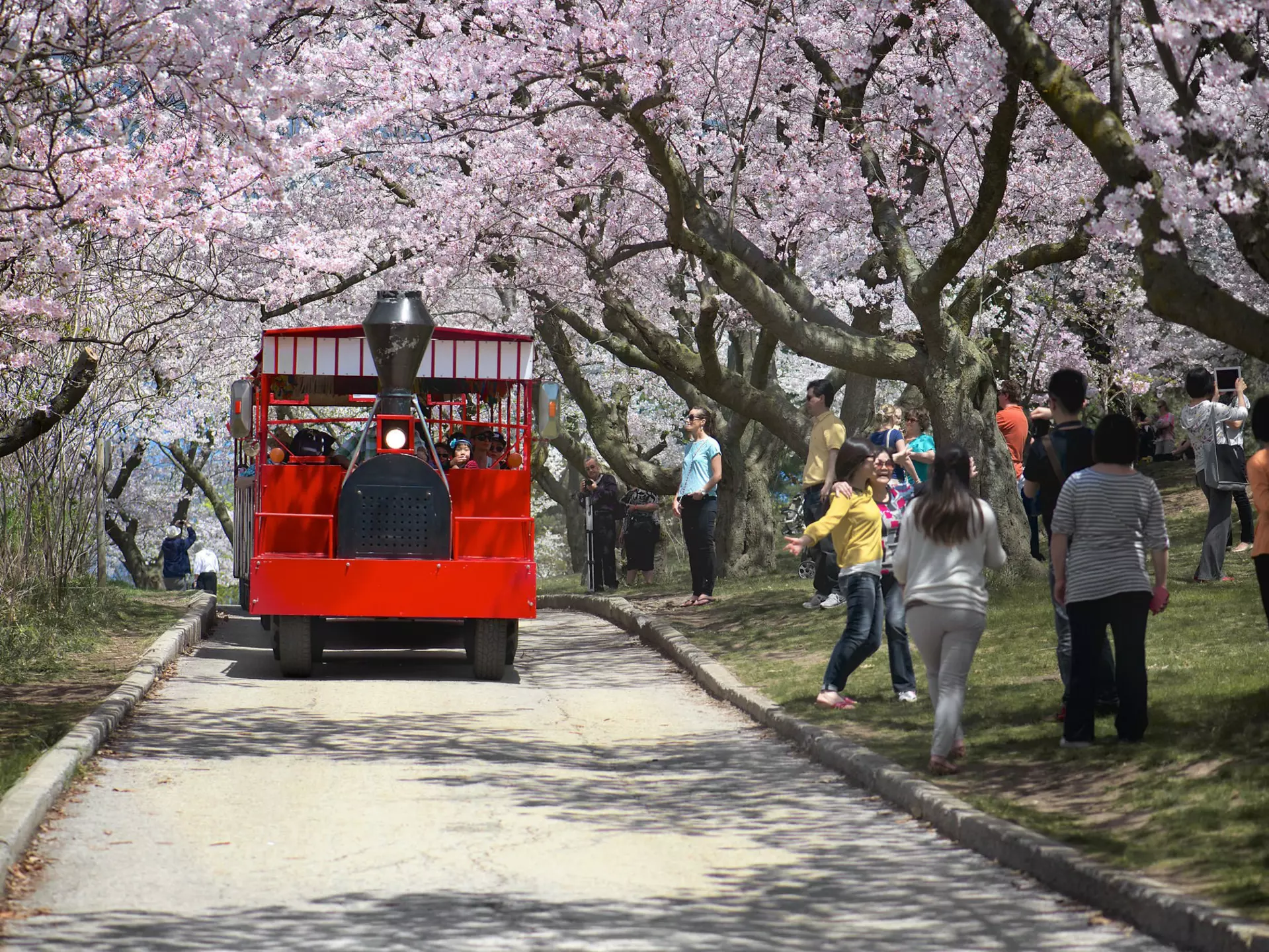 Cherry blossoms in full bloom in Toronto's High Park