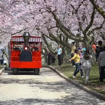 Cherry blossoms in full bloom in Toronto's High Park
