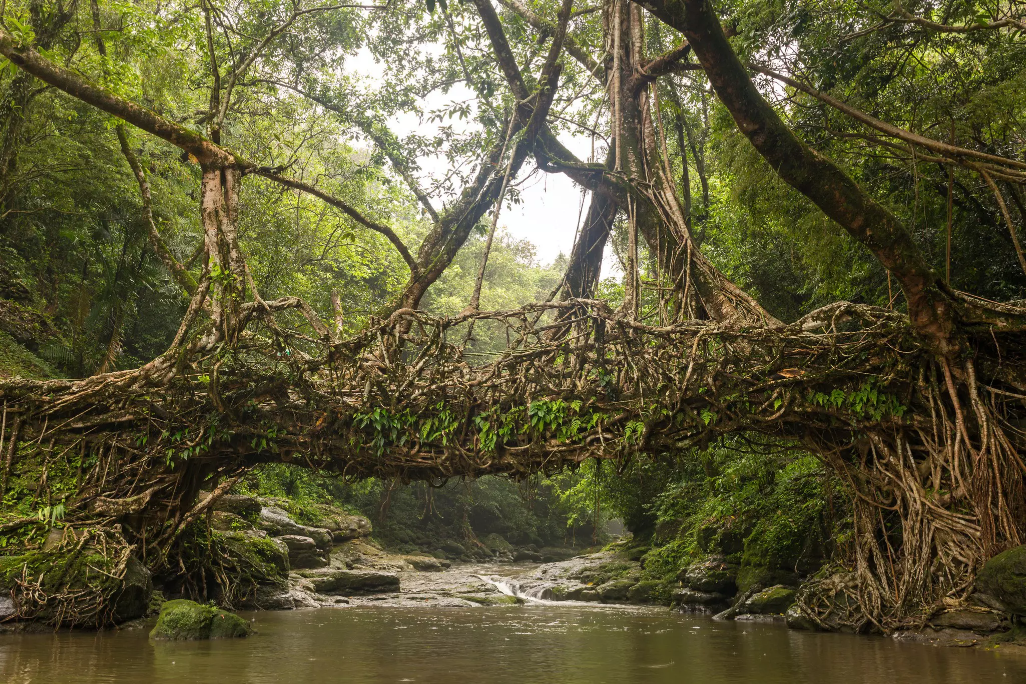 The living root bridges of Meghalaya are a remarkable feat of engineering © Mazur Travel / Shutterstock