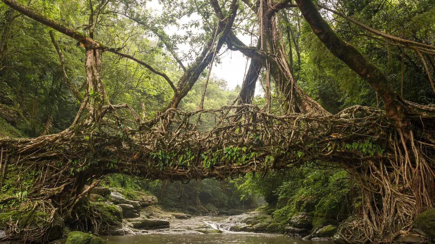 A bridge over a river created through tree roots woven together.