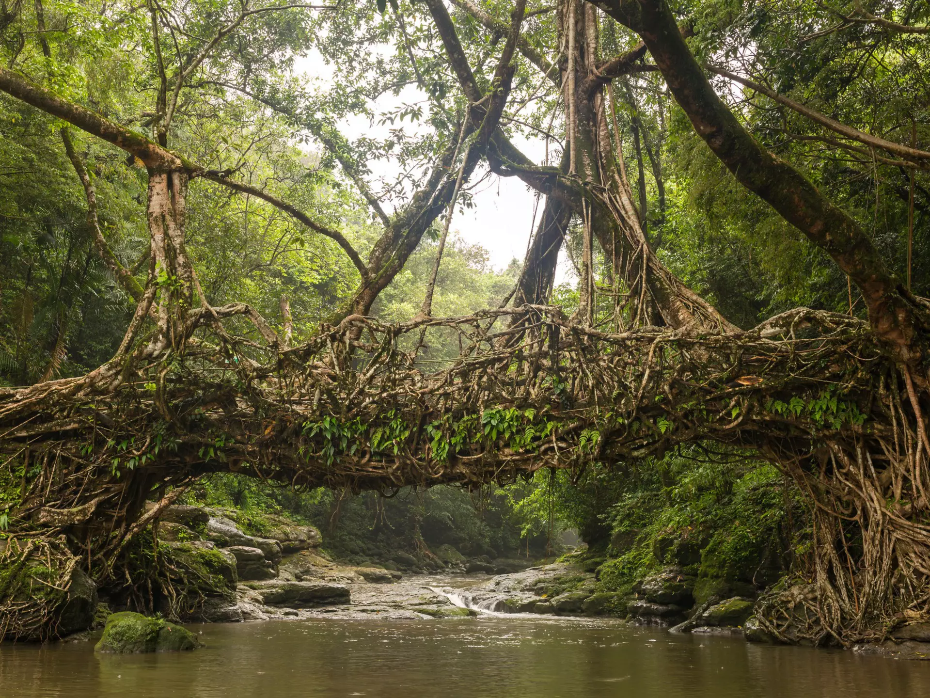 A bridge over a river created through tree roots woven together.