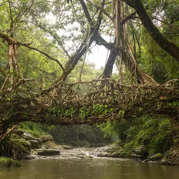 A bridge over a river created through tree roots woven together.