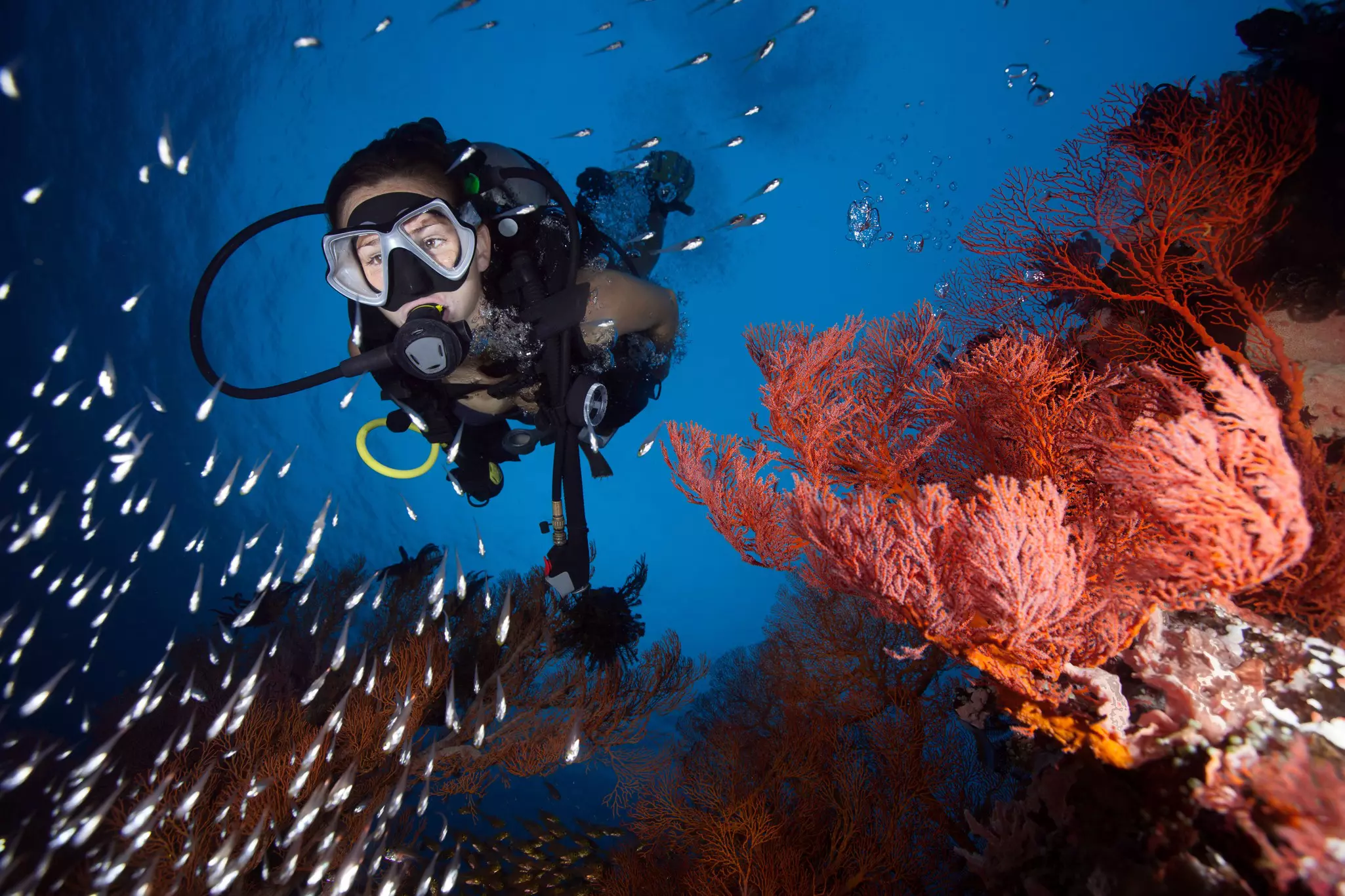 A scuba diver is illuminated by a light as she swims near fish and coral underwater.