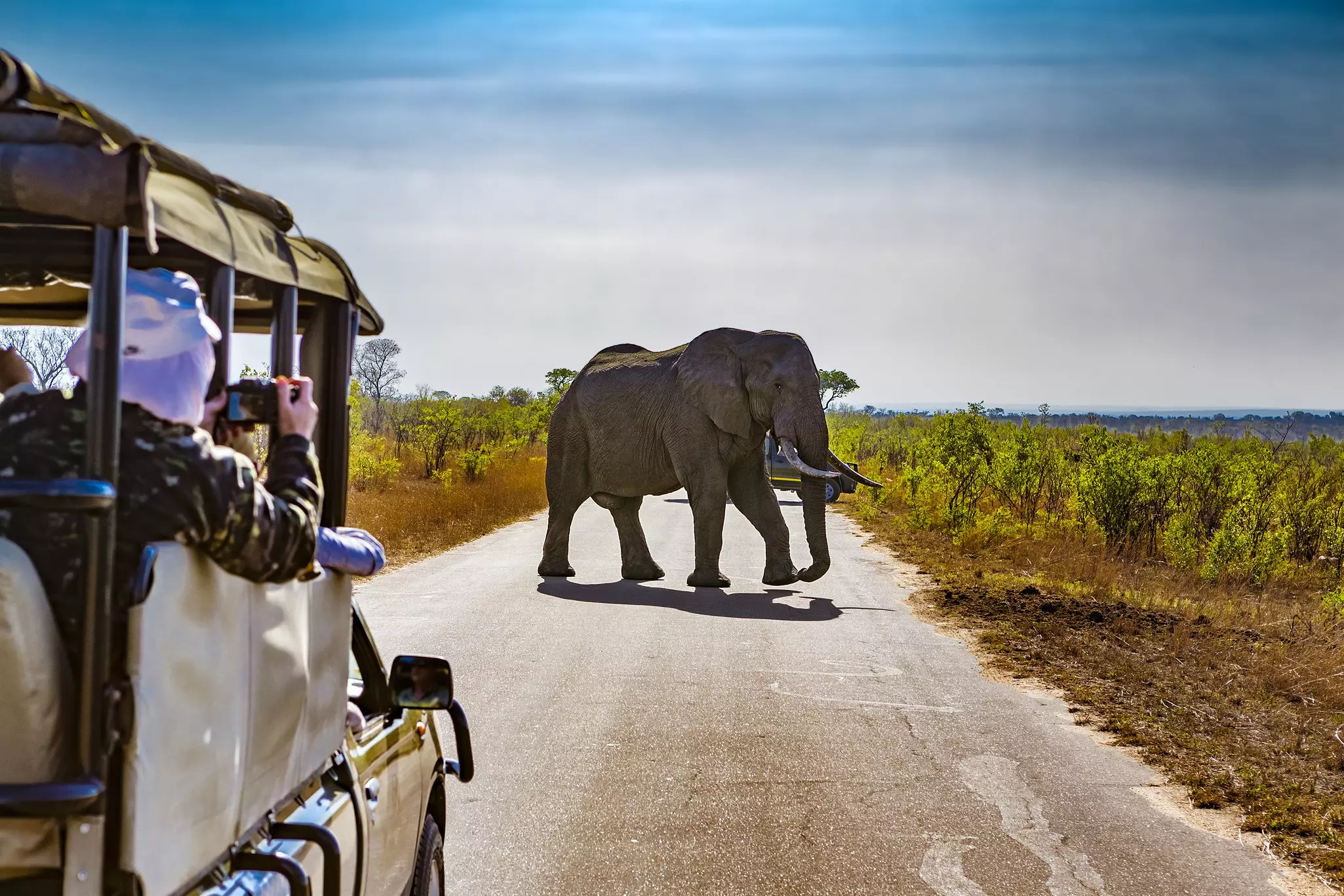 Elephants are always on parade in Kruger National Park © WitR / Shutterstock