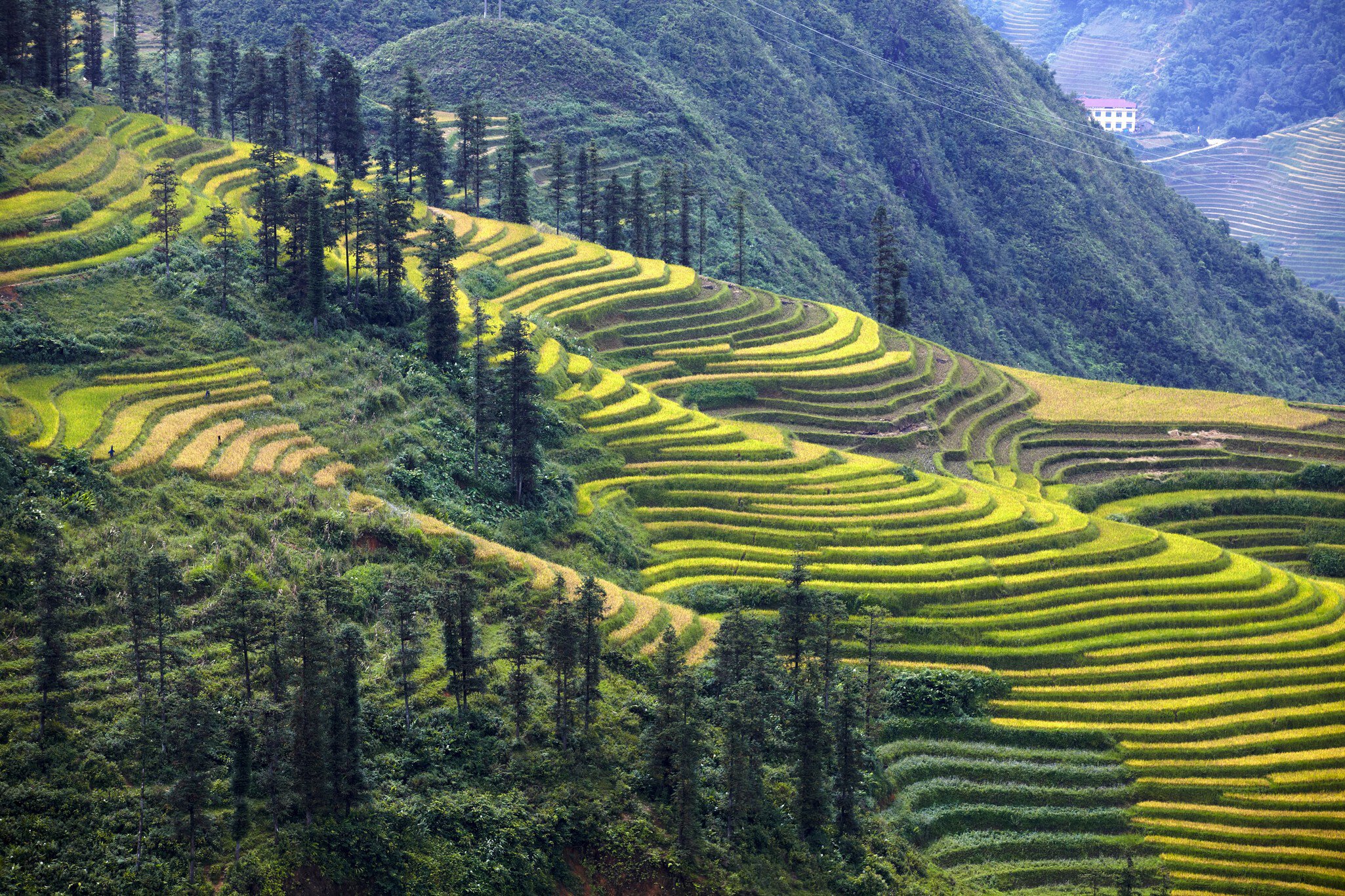 Cascading rice terraces near Sapa.