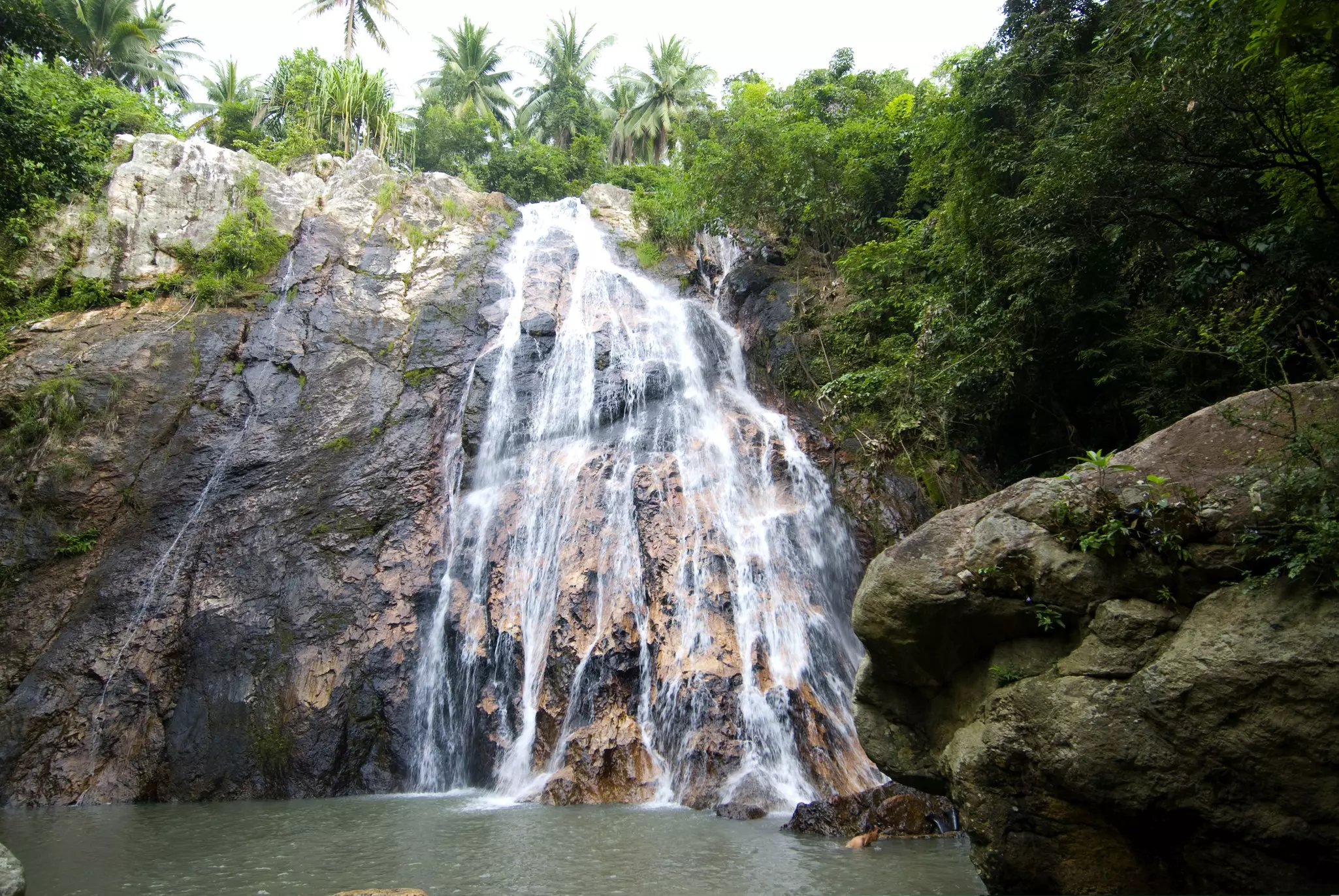 Water falls down a rock face and into a pool in a jungle.
