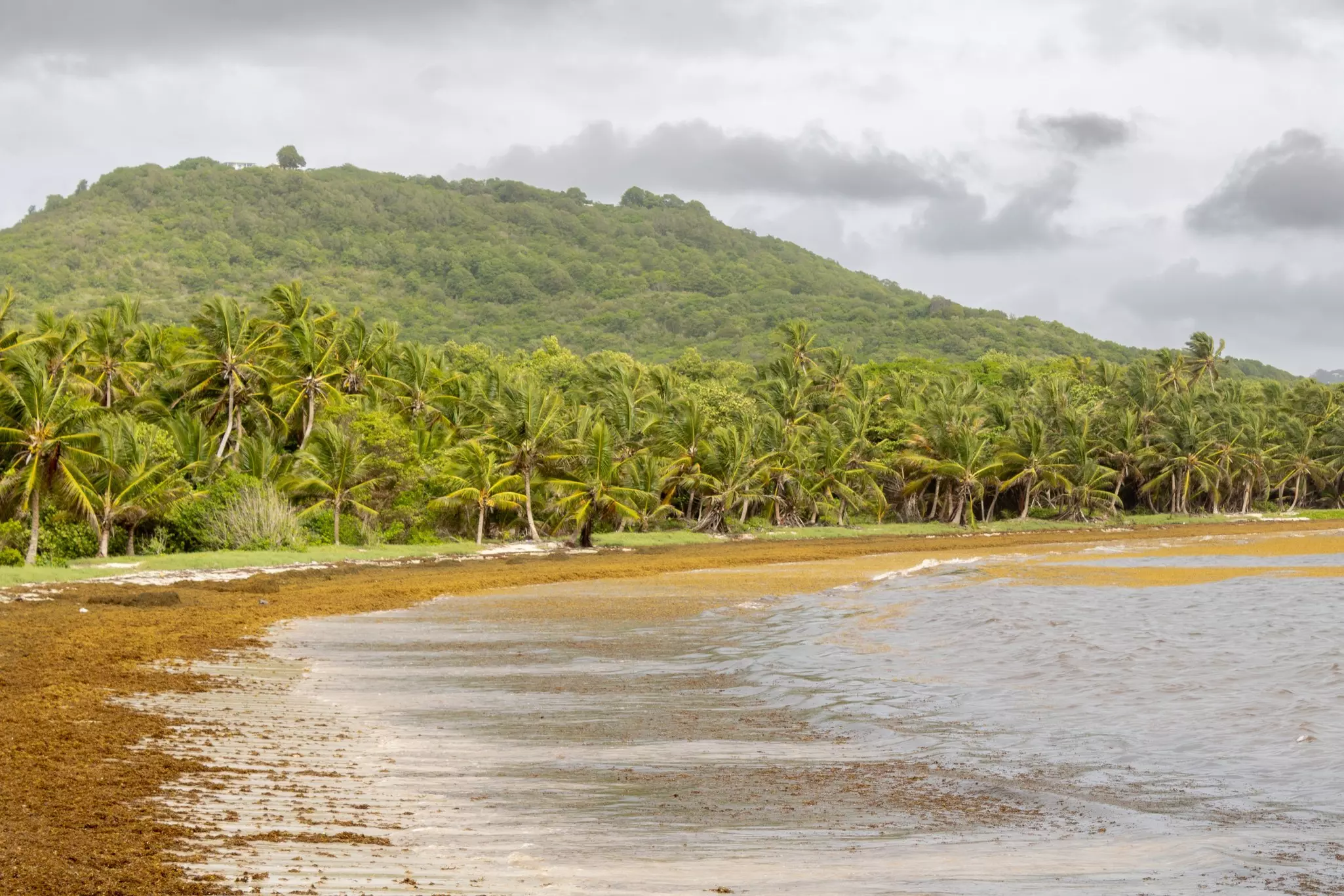 A curved shoreline covered in greenish brown seaweed with that ocean to the right and palm trees and a forested hillside in the distance on a cloudy day.