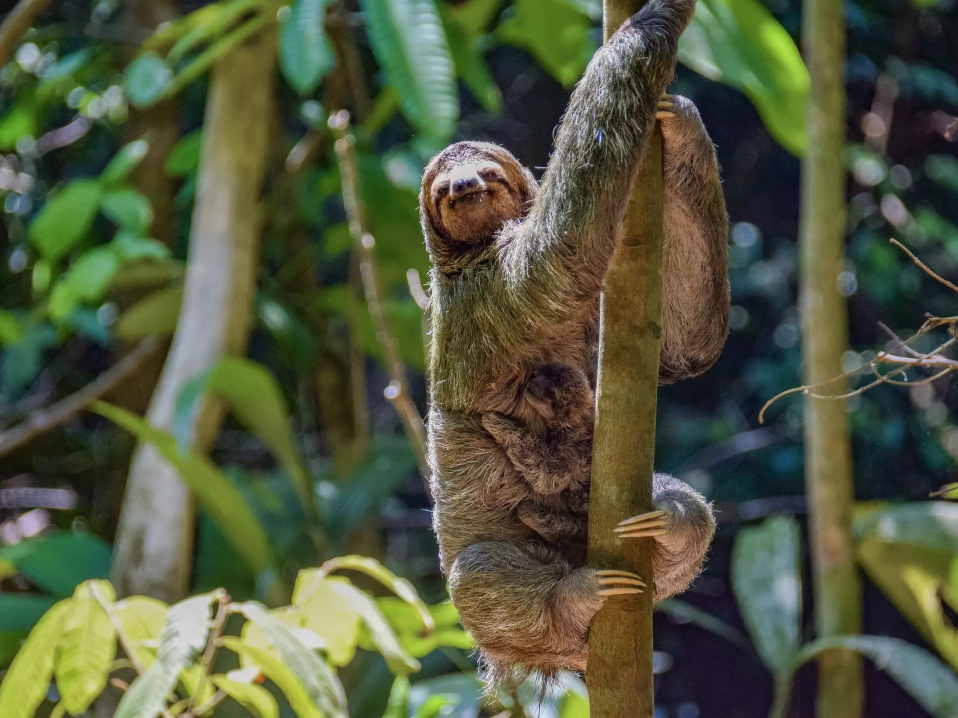 Sloth and baby, Manuel Antonio National Park