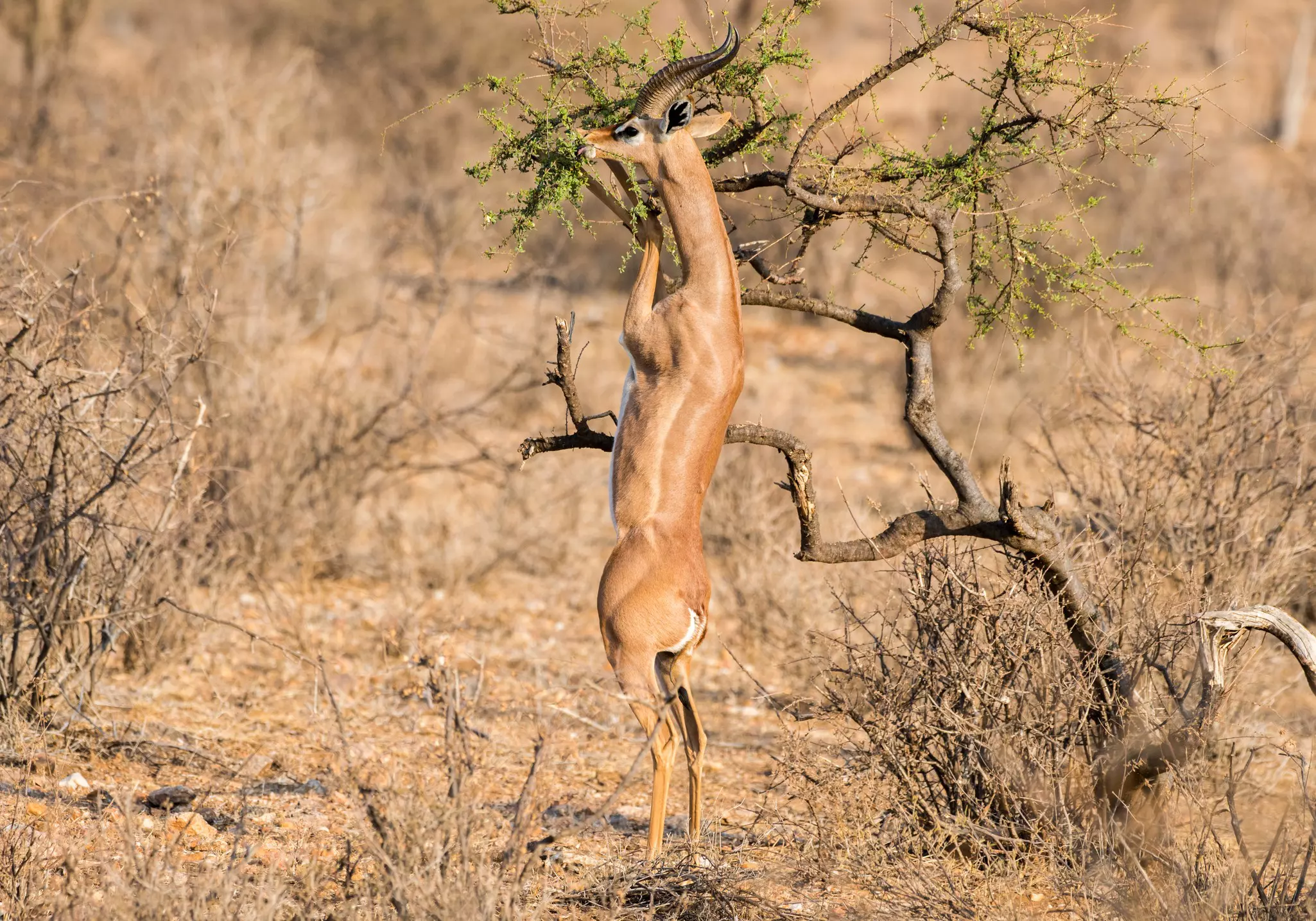 A gerenuk grazing on the leaves of a thorn tree in the Tsavo region in Kenya.