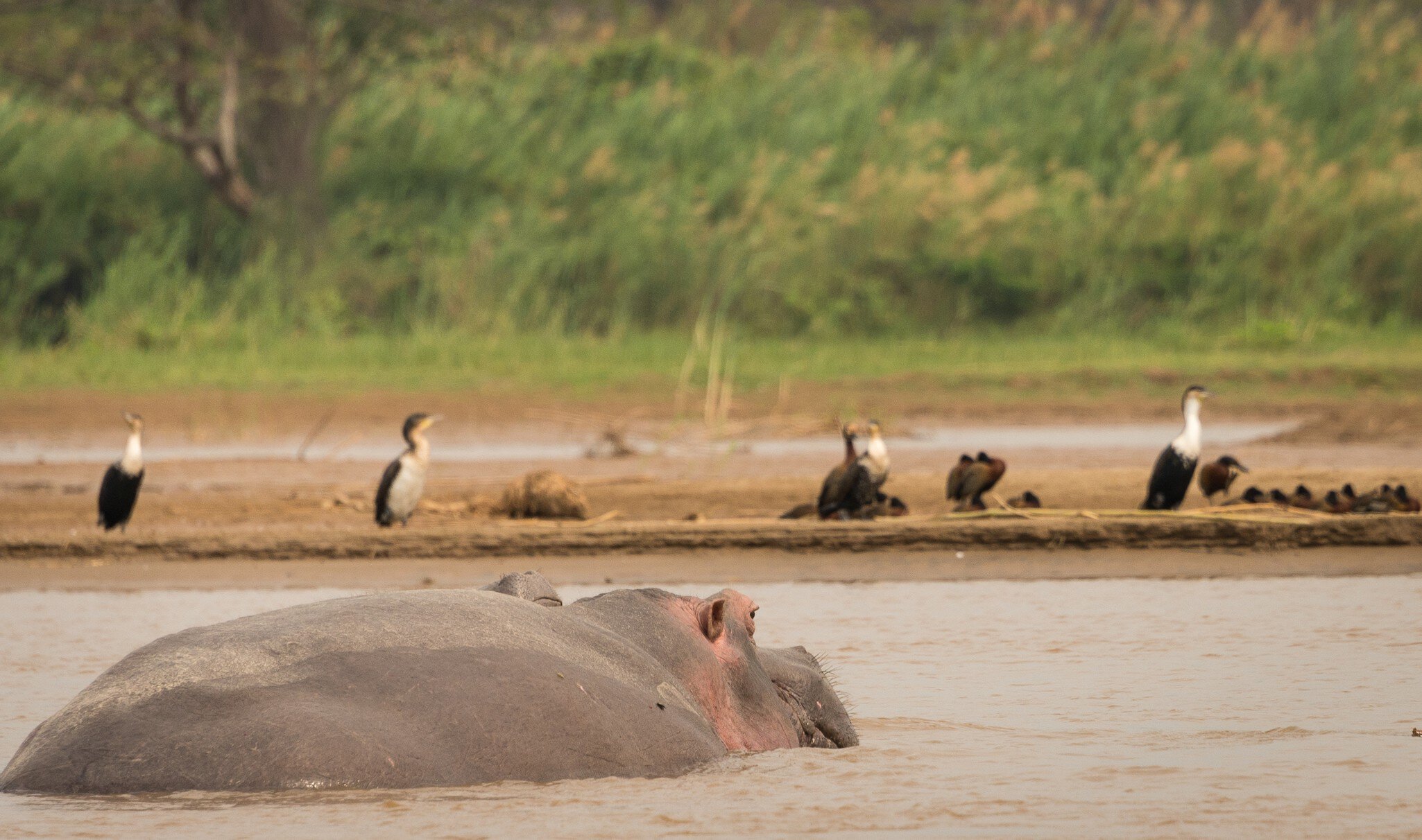 This hippo was just providing overwatch for his bird friends, Lake Tanganyika.