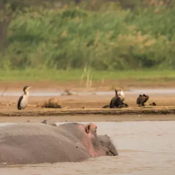This hippo was just providing overwatch for his bird friends, Lake Tanganyika.