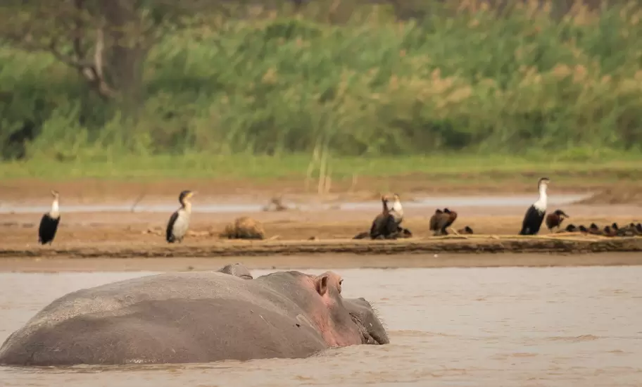 Hippopotamus half-submerged in a muddy river in Burundi, with cormorants and ducks on the sandbank behind