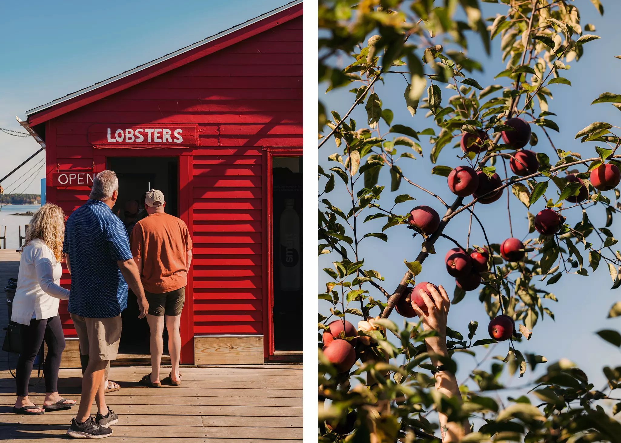 Left: 5 Islands Lobster Co in Georgetown, Maine 
Right: Apple picking at School House Farm in Warren, Maine