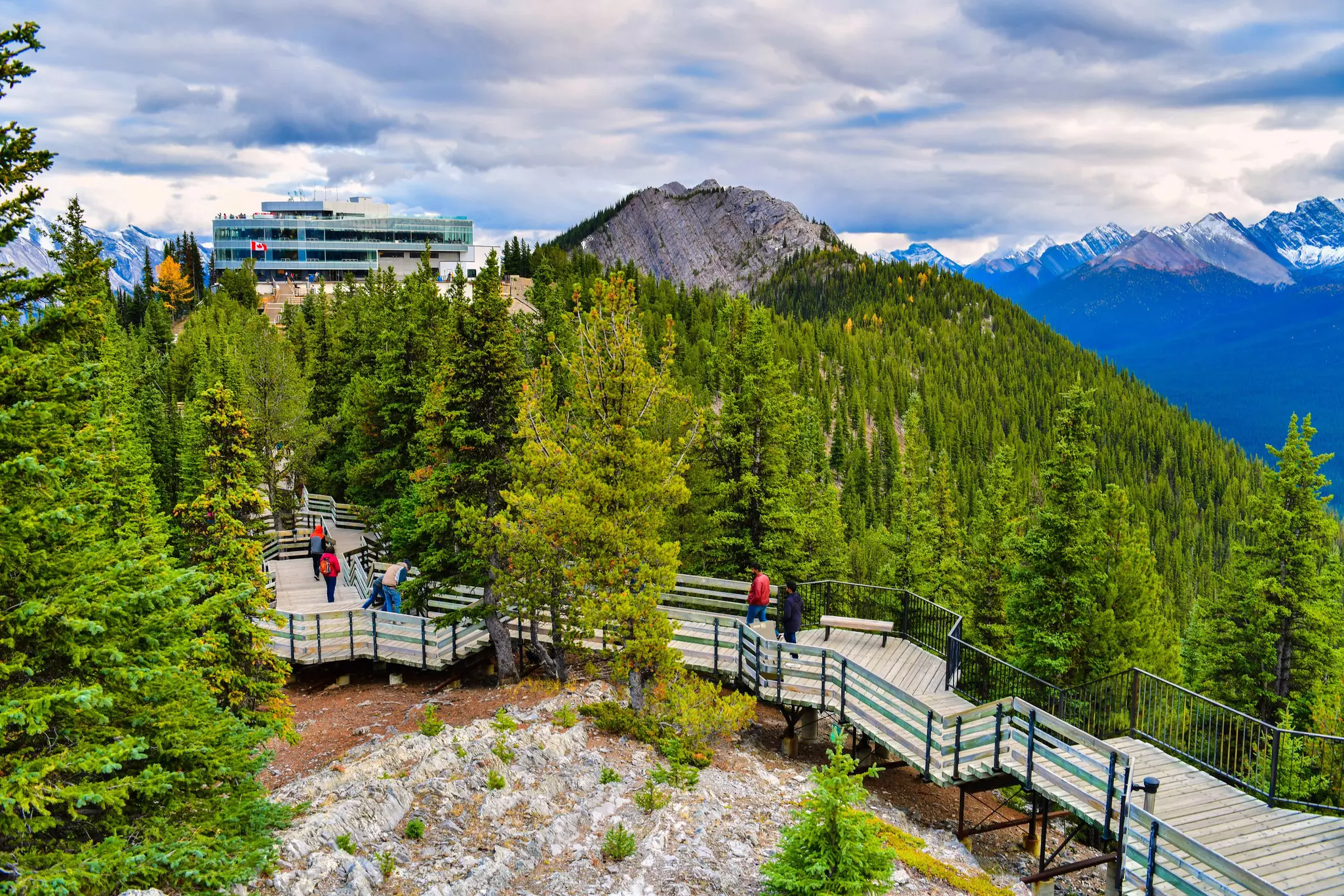 Several people are walking on a boardwalk that runs between evergreen trees