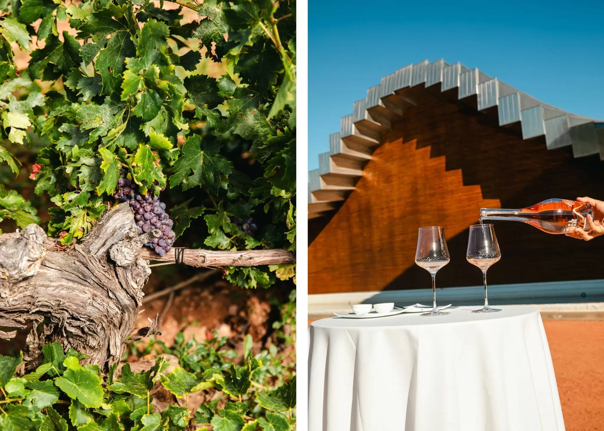 Left: A bunch of deep purple grapes on the vine at Bodegas Lecea. Right: Two wine glasses on a table in front of a winery at Bodegas Ysios. 