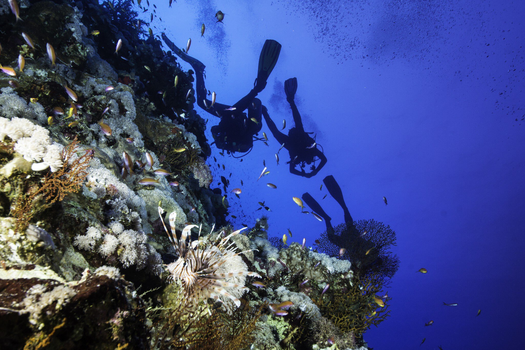A beautiful underwater scene with a lionfish and a group of scuba divers at the famous Elphinstone at Egypt.