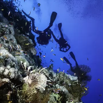A beautiful underwater scene with a lionfish and a group of scuba divers at the famous Elphinstone at Egypt.