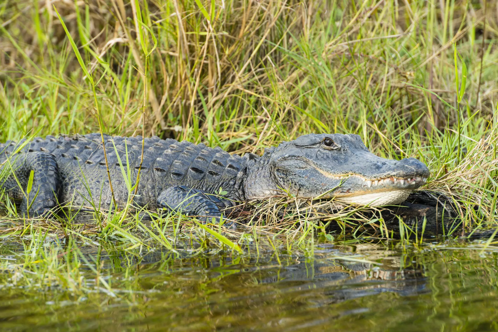 An alligator swims in a swamp.