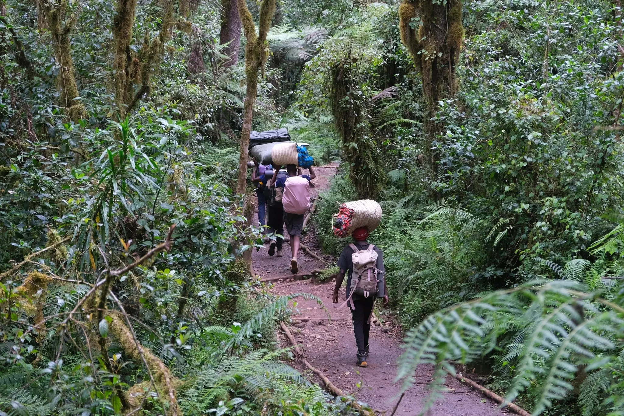 Hikers carrying cargo on the trail to Mt Kilimanjaro