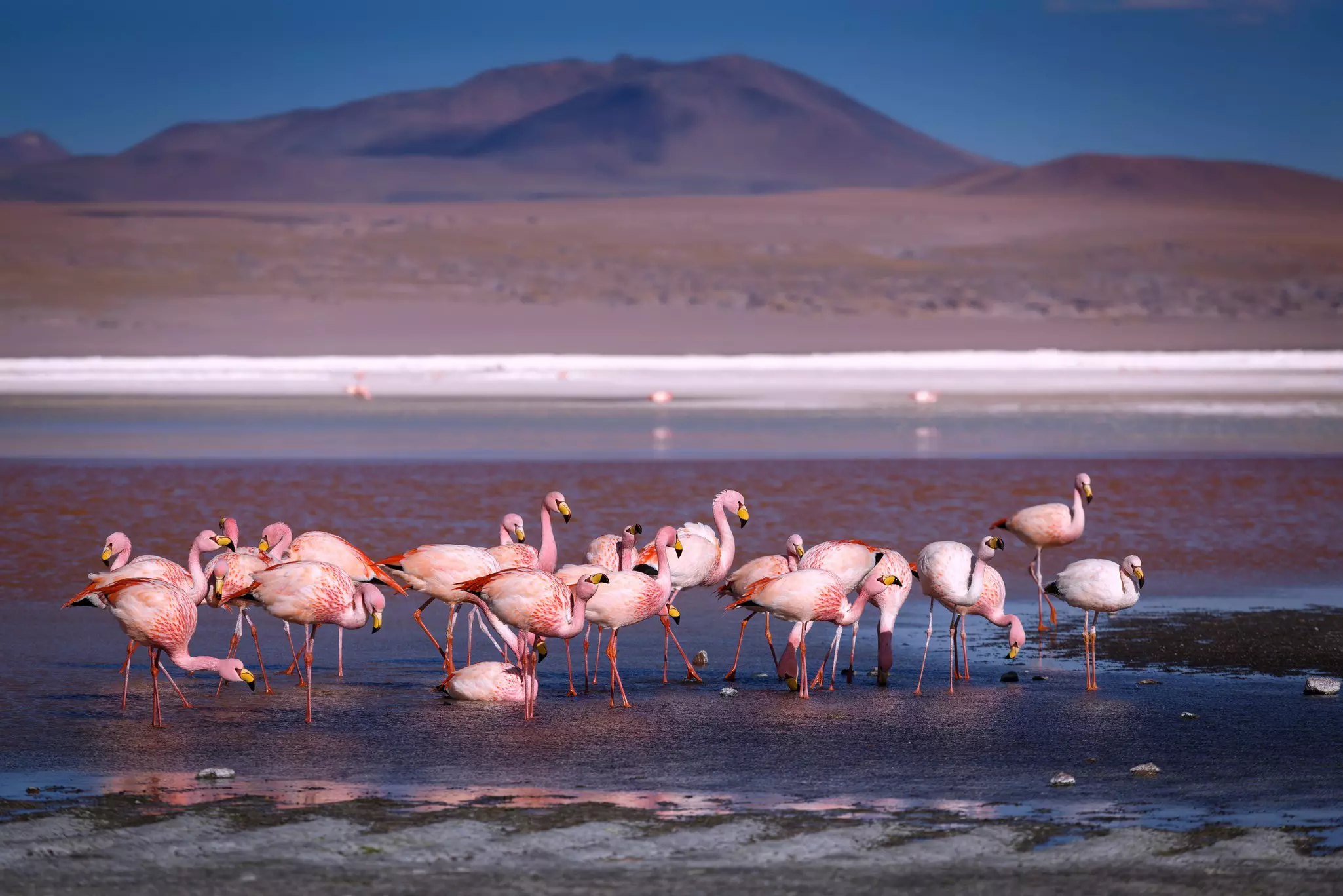 Flamingos are seen wading in a shallow lake that displays many colors. Mountains rise in the background.