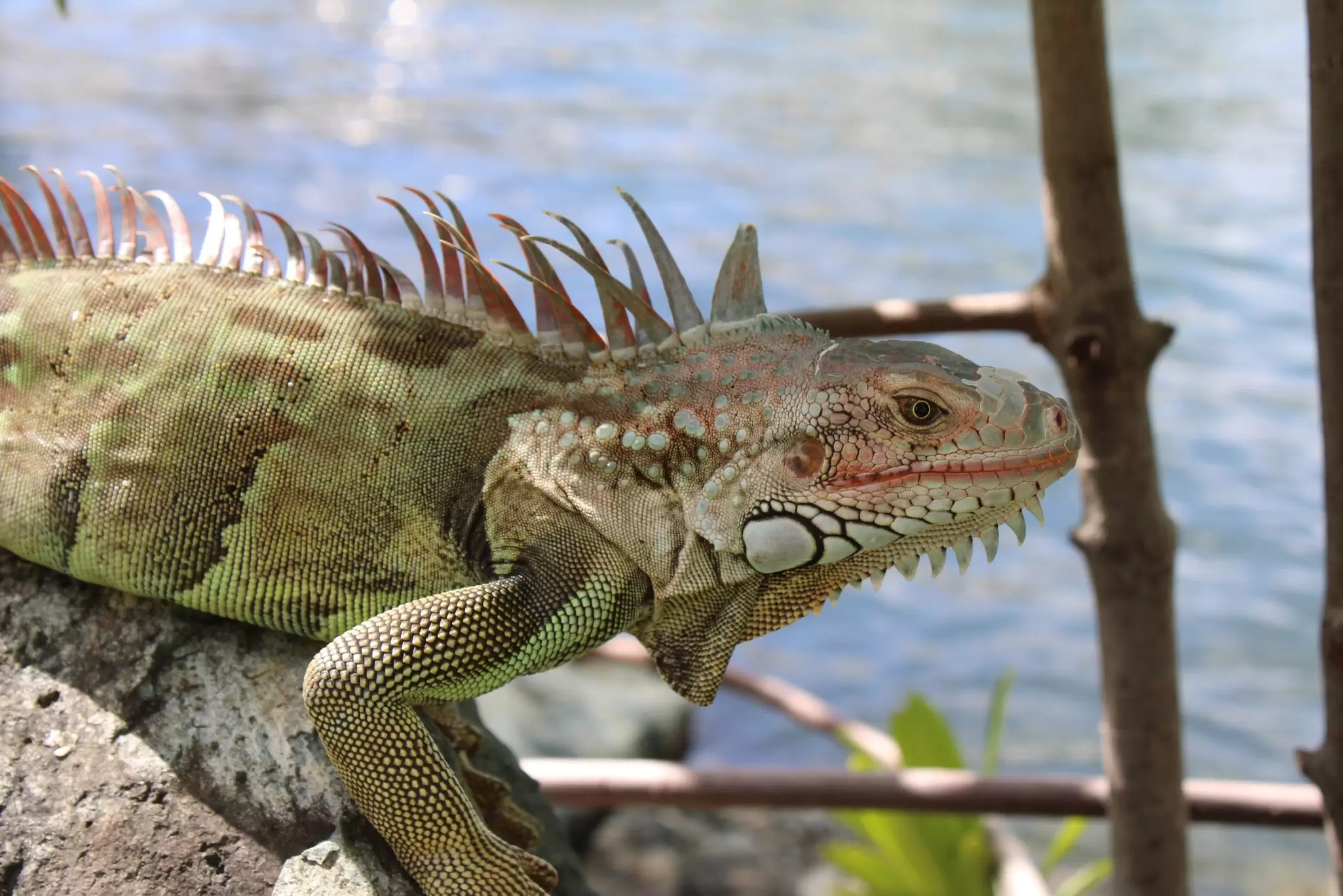 British Virgin Islands Tortola Iguana, License Type: media, Download Time: 2025-12-11T22:56:32.000Z, User: bhealy950, Editorial: false, purchase_order: 65050 - Digital Destinations and Articles, job: Lonely Planet Online Editorial, client: Things to do in the British Virgin Islands, other: Brian Healy