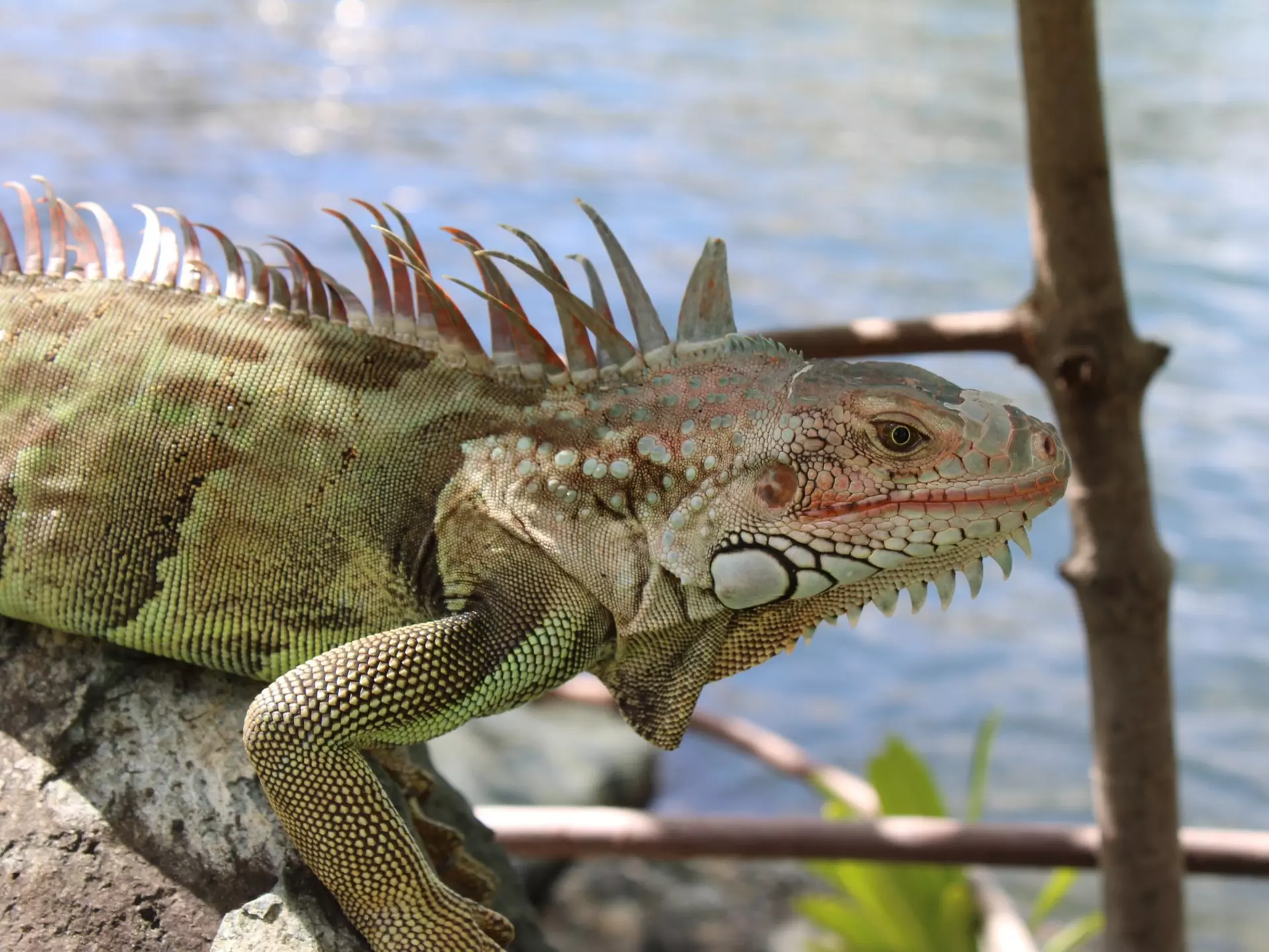 British Virgin Islands Tortola Iguana, License Type: media, Download Time: 2025-12-11T22:56:32.000Z, User: bhealy950, Editorial: false, purchase_order: 65050 - Digital Destinations and Articles, job: Lonely Planet Online Editorial, client: Things to do in the British Virgin Islands, other: Brian Healy