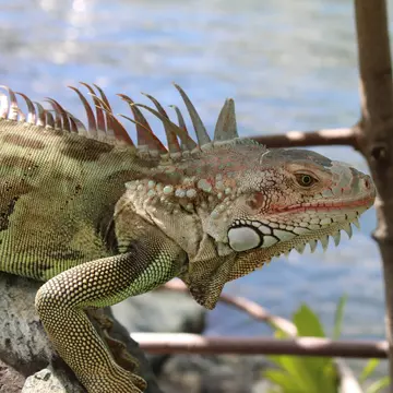 British Virgin Islands Tortola Iguana, License Type: media, Download Time: 2025-12-11T22:56:32.000Z, User: bhealy950, Editorial: false, purchase_order: 65050 - Digital Destinations and Articles, job: Lonely Planet Online Editorial, client: Things to do in the British Virgin Islands, other: Brian Healy