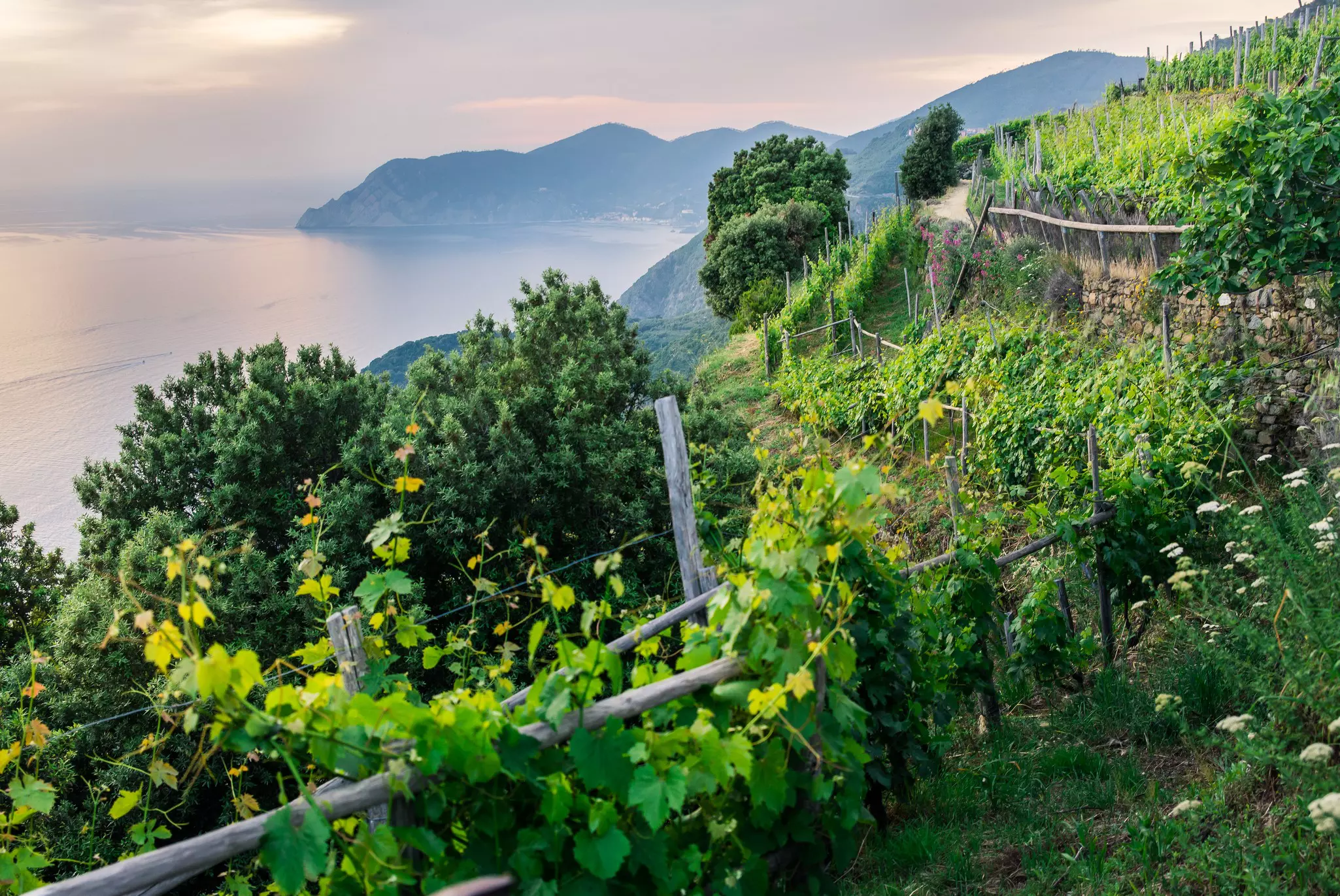 View of the sea and mountains from vineyards in Cinque Terre national park, Liguria, Italy