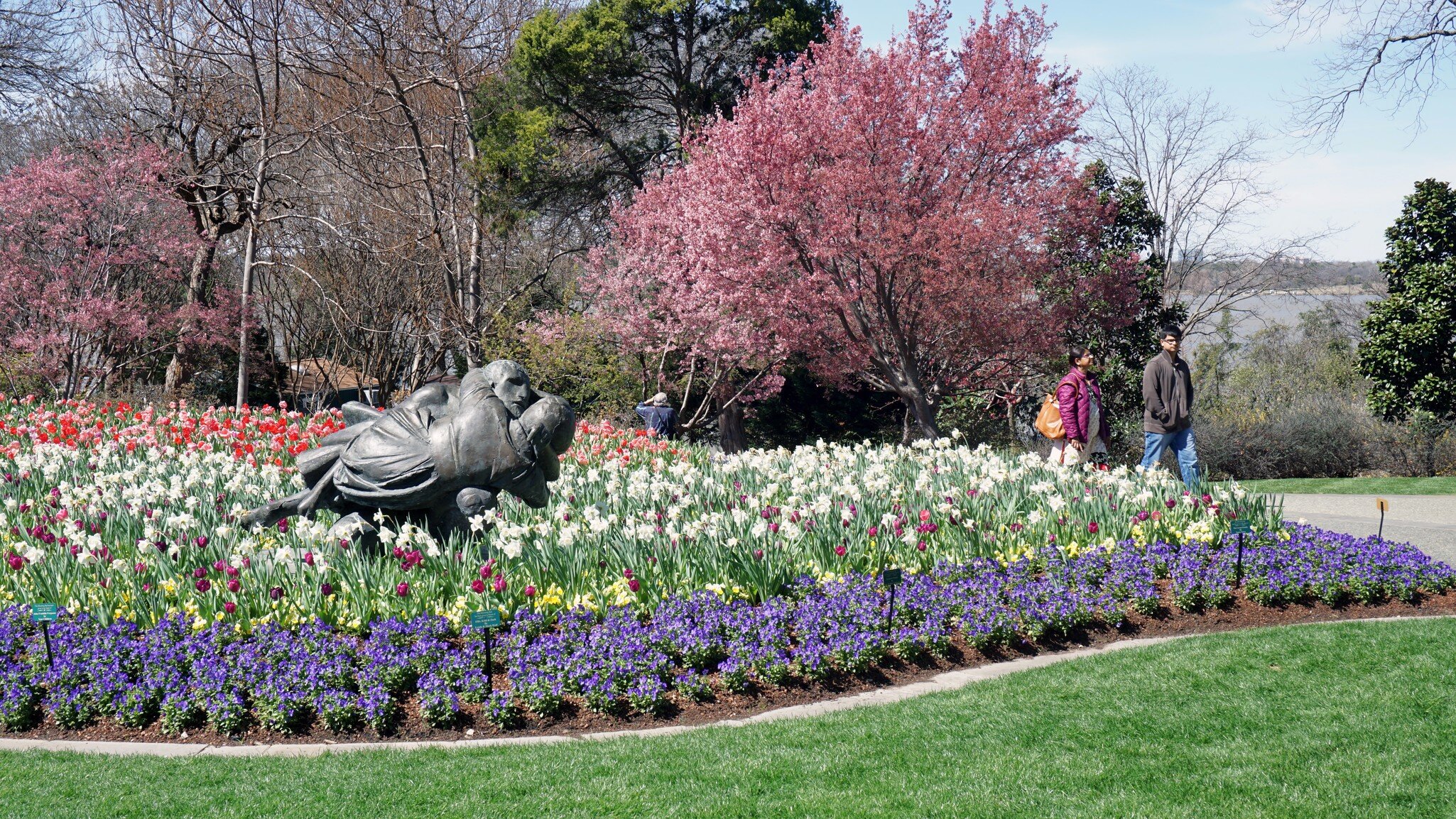 Pink flowering trees above beds of tulips and pansies on a lawn at the Dallas Arboretum