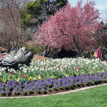 Pink flowering trees above beds of tulips and pansies on a lawn at the Dallas Arboretum