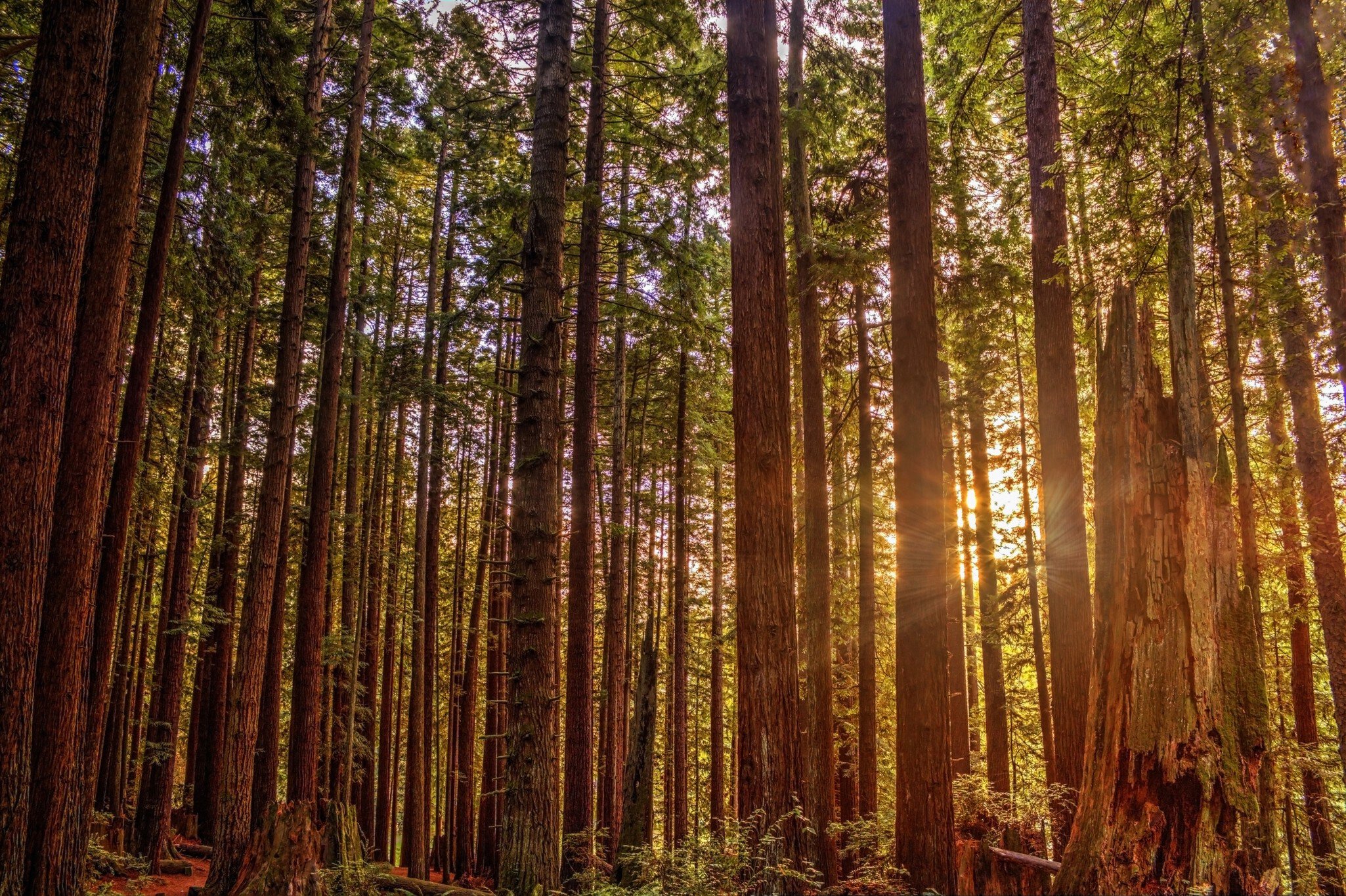 Sunlight streaming through a redwood forest in Humboldt County, California