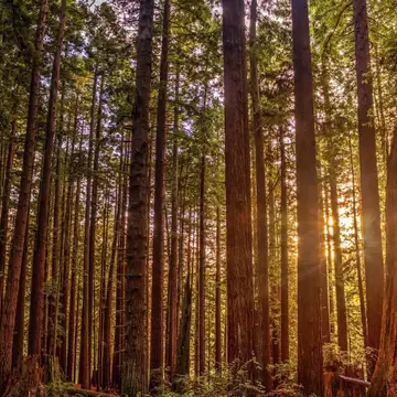 Sunlight streaming through a redwood forest in Humboldt County, California