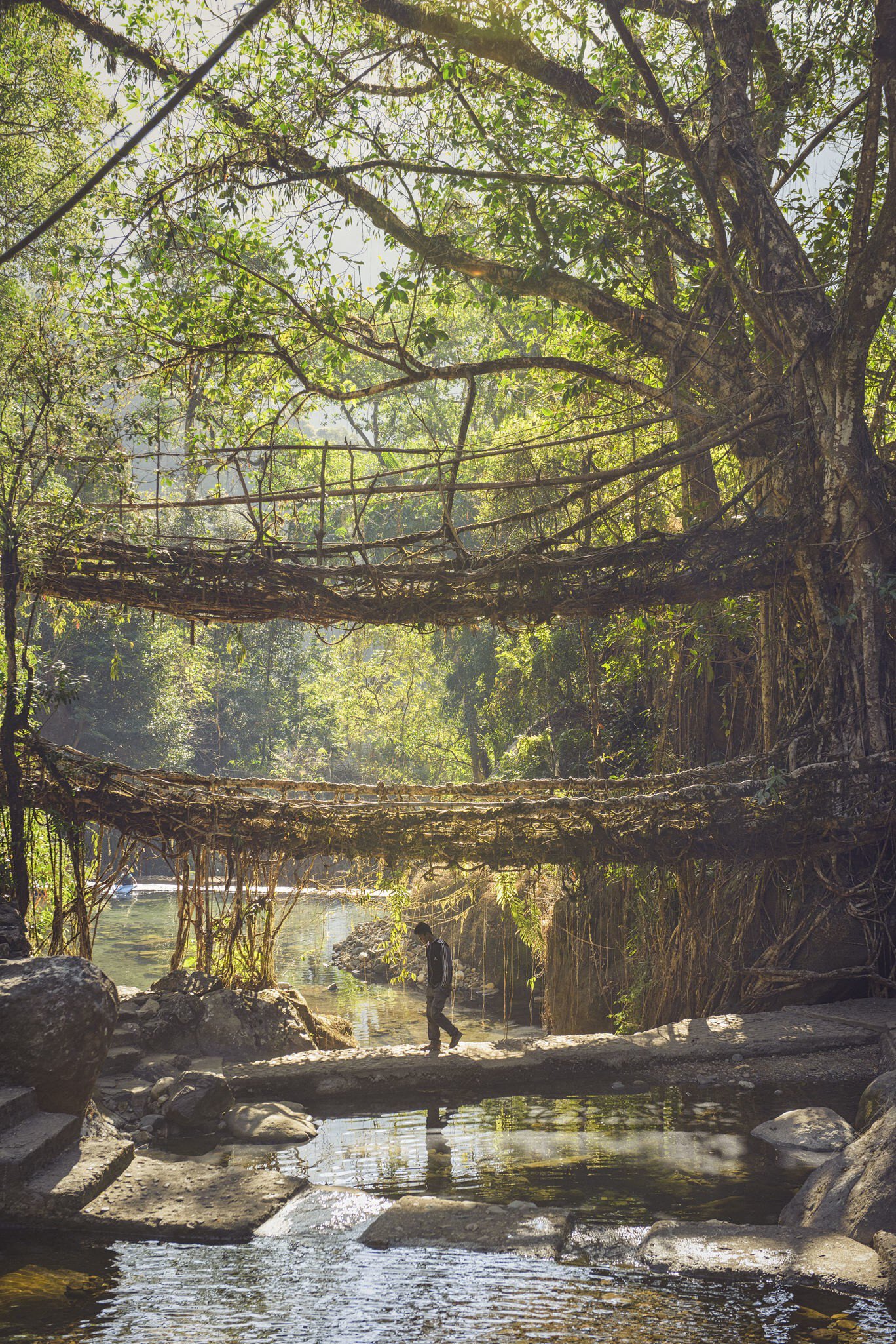 The Double Decker root bridge near Nongriat, formed from the aerial roots of rubber trees. 
