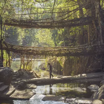 The Double Decker root bridge near Nongriat, formed from the aerial roots of rubber trees. 