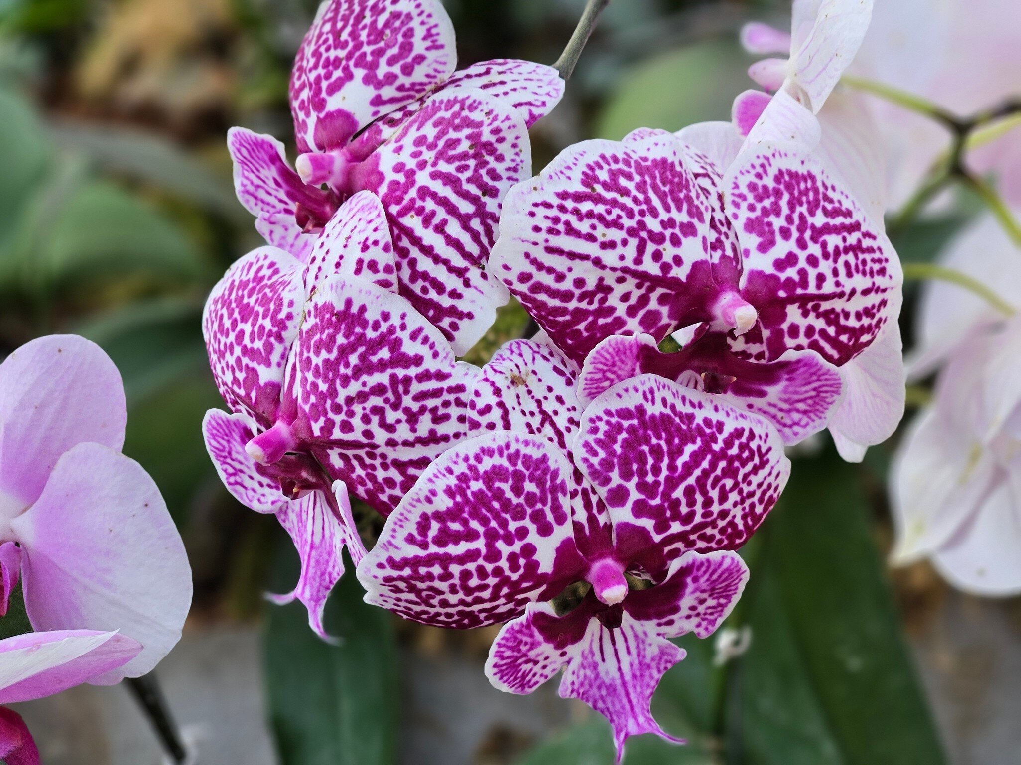 Purple orchids in Kaziranga Park. North East Indian states of Assam and Arunachal Pradesh, India.