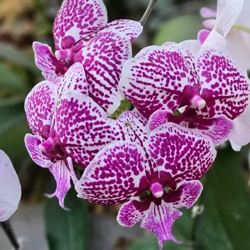 Purple orchids in Kaziranga Park. North East Indian states of Assam and Arunachal Pradesh, India.